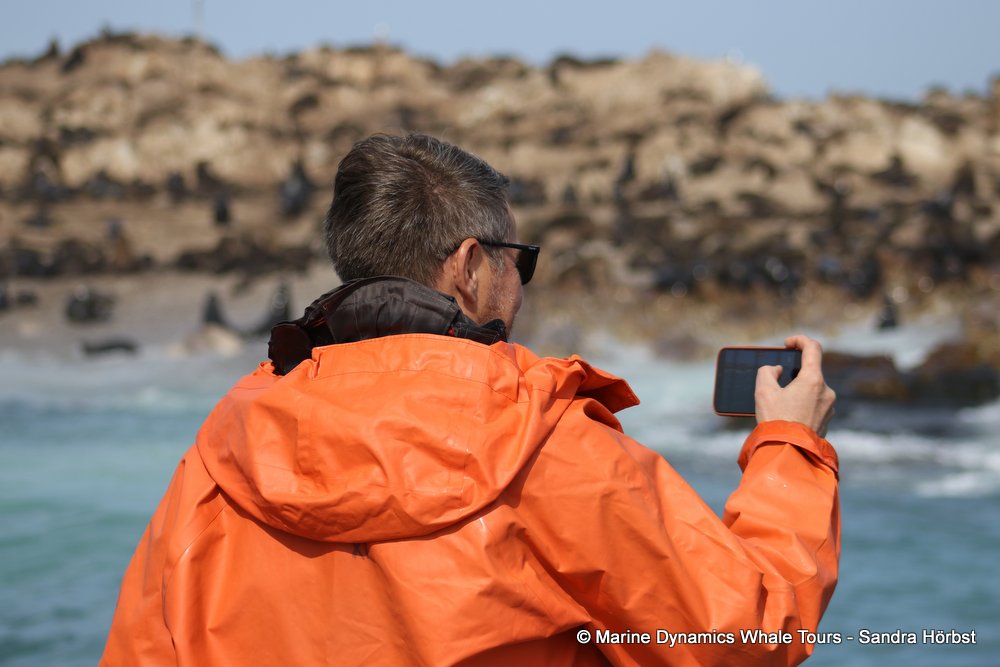 cape fur seal, whale watching, gansbaai, south africa