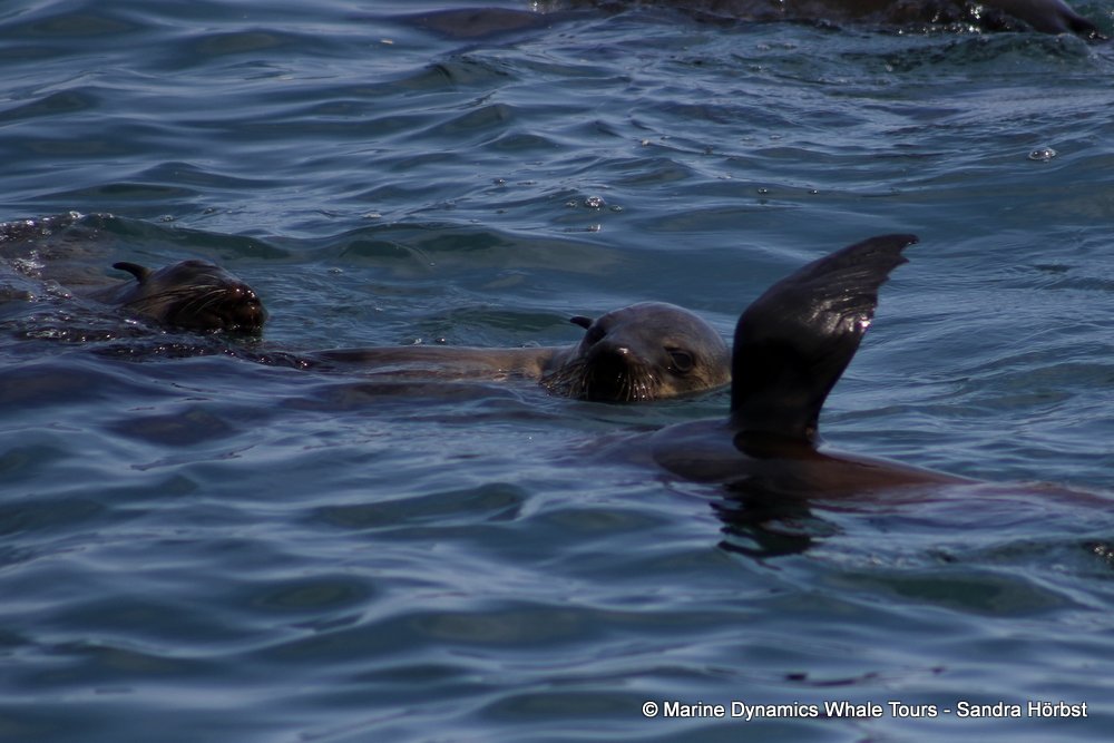 cape fur seal, whale watching, gansbaai, south africa