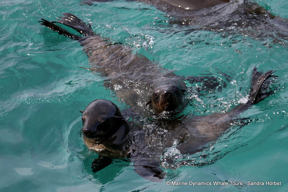 cape fur seals, whale watching, gansbaai, south africa,