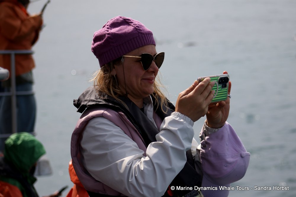 whale watching, gansbaai, south africa