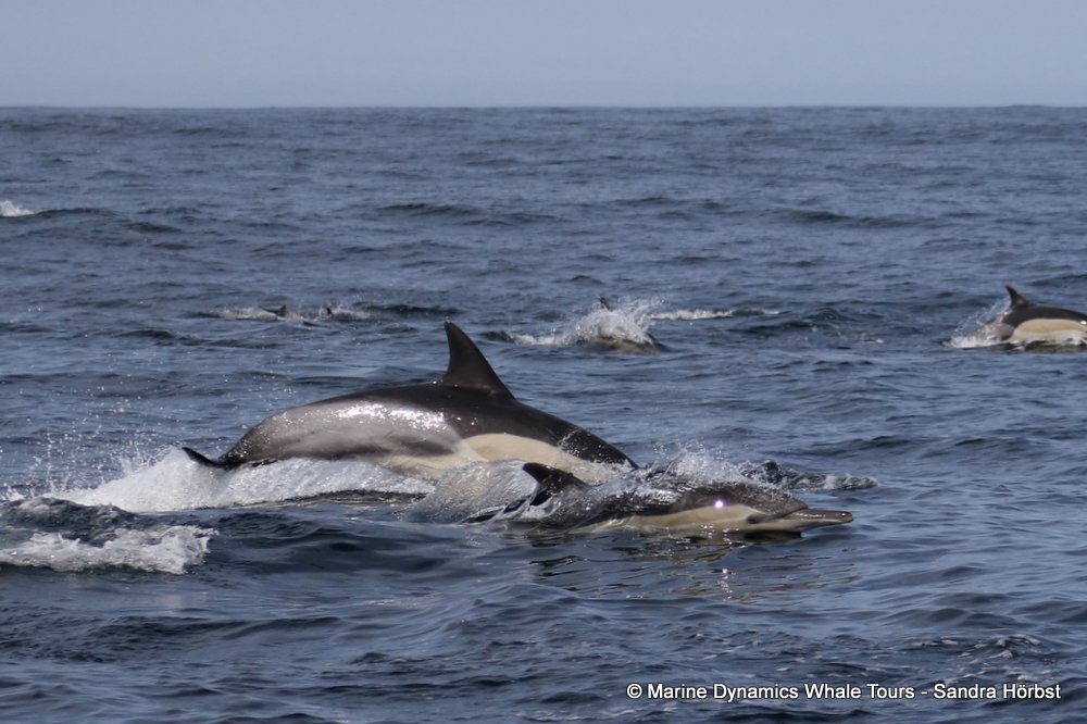 common dolphin, whale watching, gansbaai, south africa