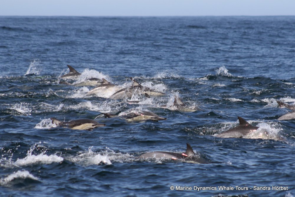 common dolphin, whale watching, gansbaai, south africa