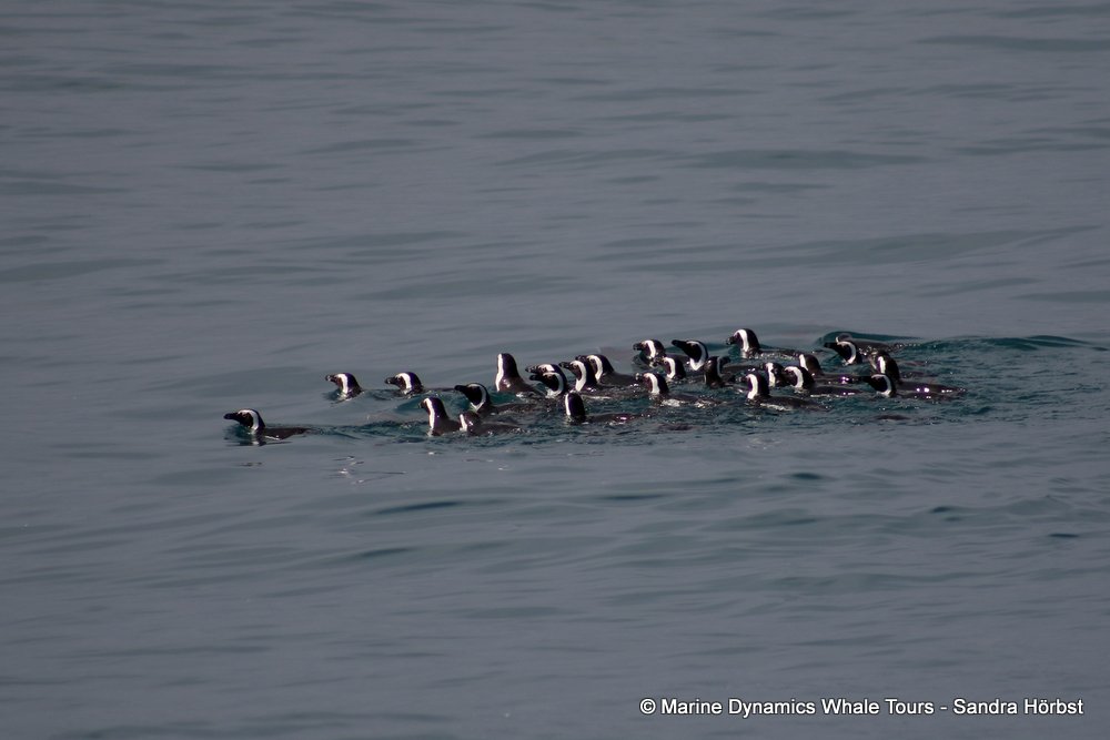 african penguin, whale watching, gansbaai, south africa