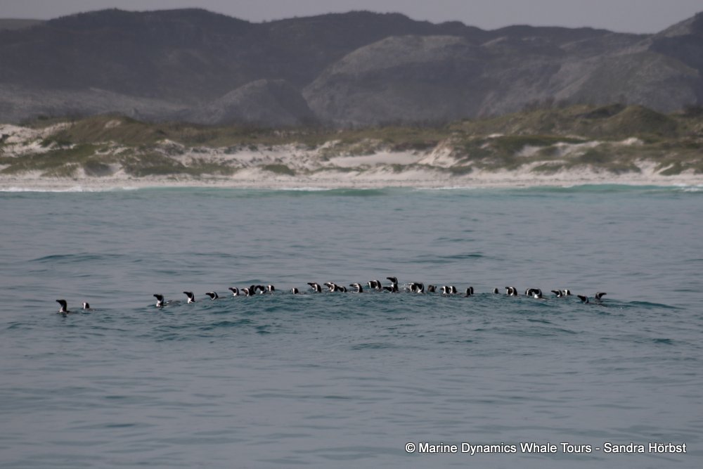 african penguin, whale watching, gansbaai, south africa