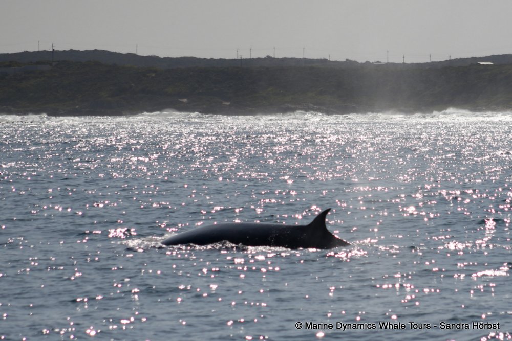 bryde's whale, whale watching, gansbaai, south africa,