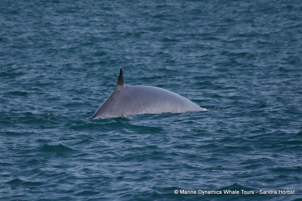 bryde's whale, whale watching, gansbaai, south africa,