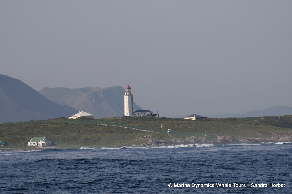 Danger Point, whale watching, gansbaai, south africa,