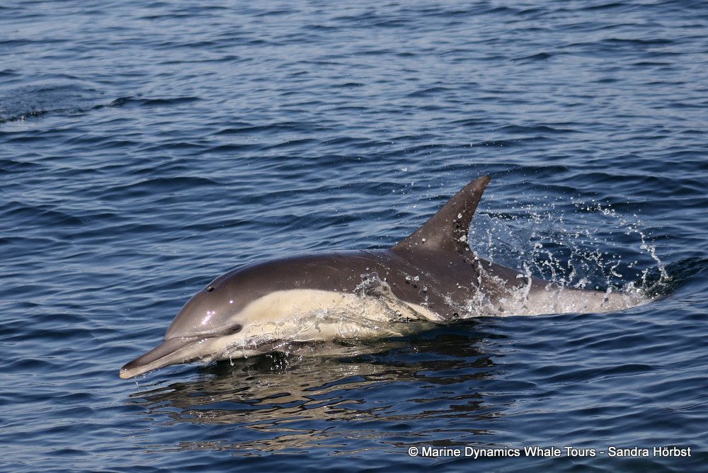 common dolphin, whale watching, gansbaai, south africa