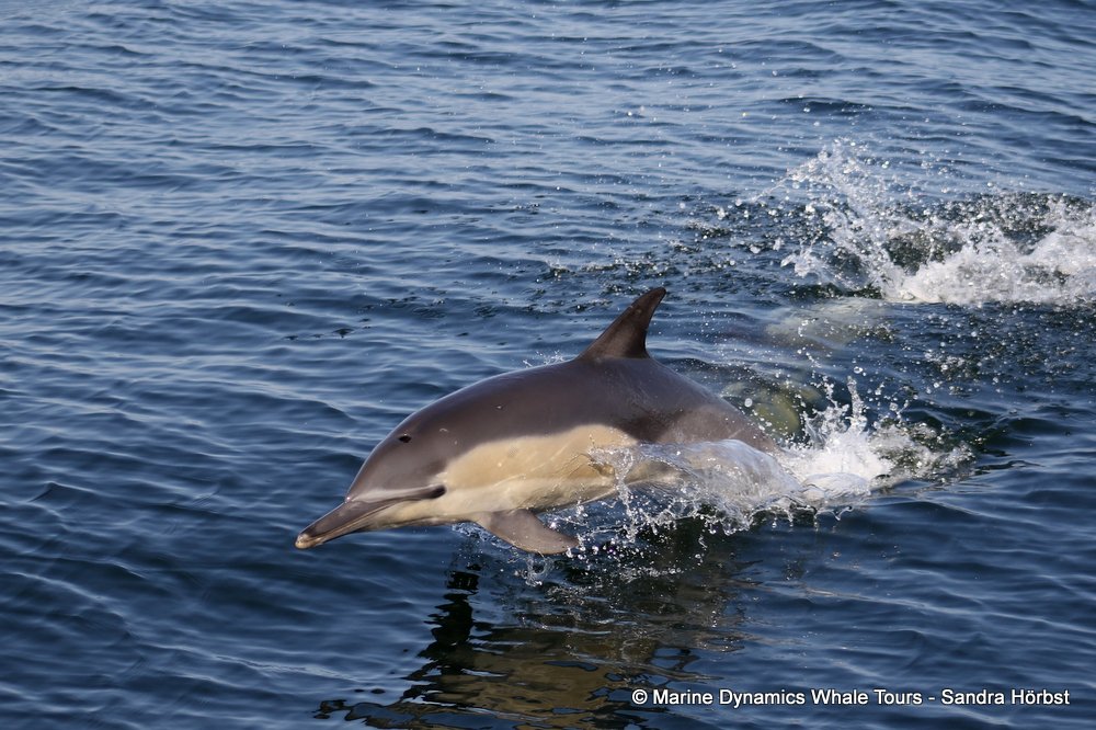 common dolphin, whale watching, gansbaai, south africa