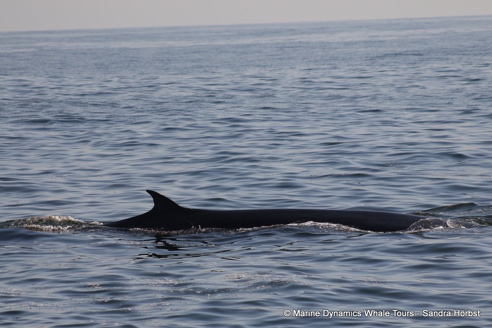 bryde's whale, whale watching, gansbaai, south africa,