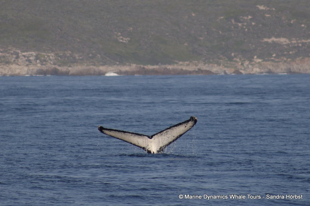 humpback whale, whale watching, gansbaai, south africa
