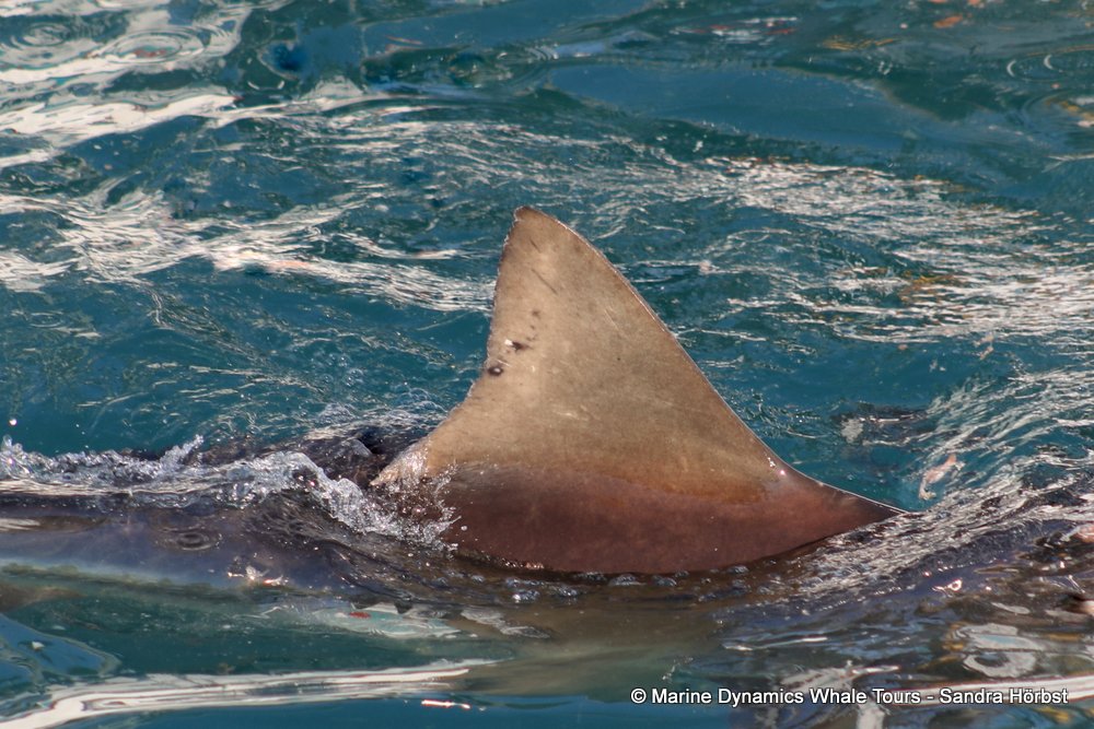 bronze whaler shark, whale watching, gansbaai, south africa,