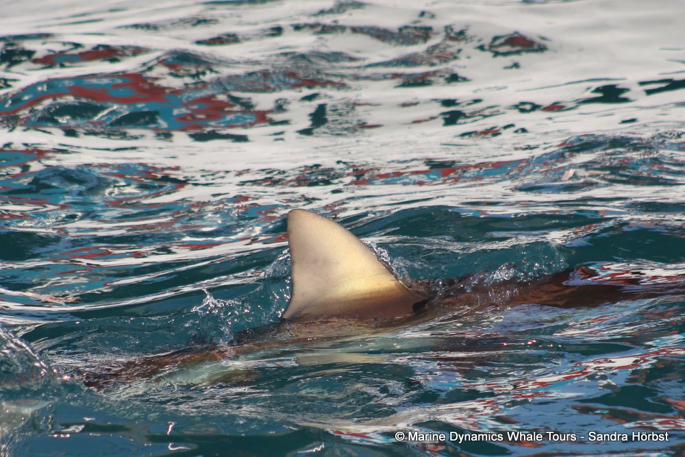 bronze whaler shark, whale watching, gansbaai, south africa,