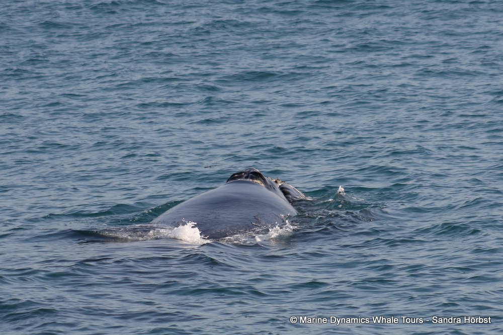 Southern right whale, whale watching, gansbaai, south africa,