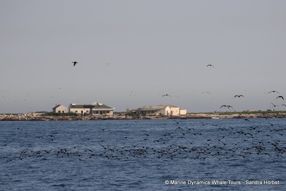 dyer island, whale watching, gansbaai, south africa,