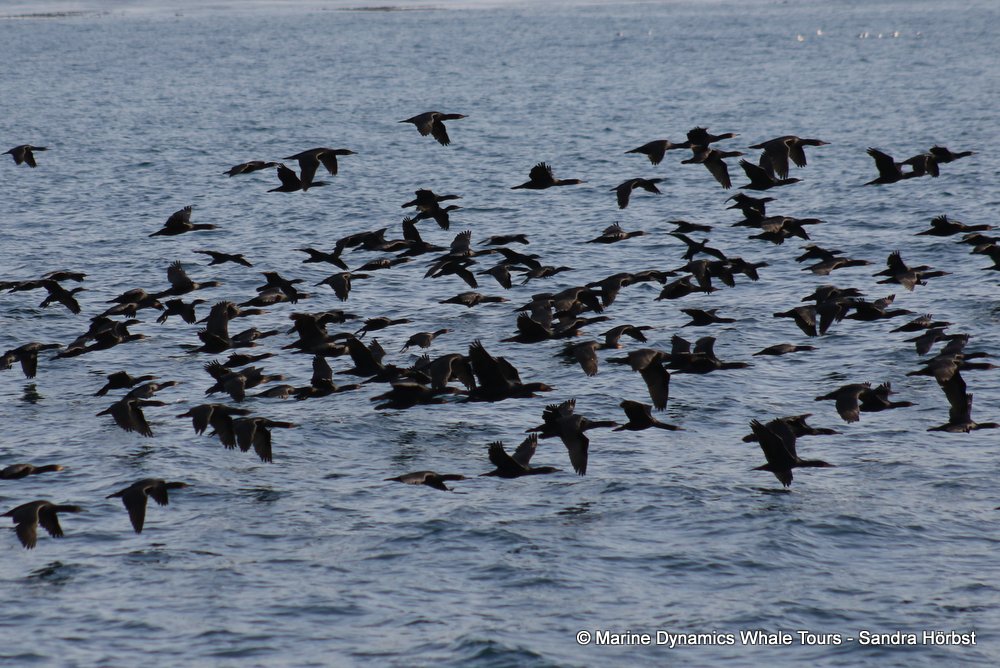 cape cormorants, whale watching, gansbaai, south africa