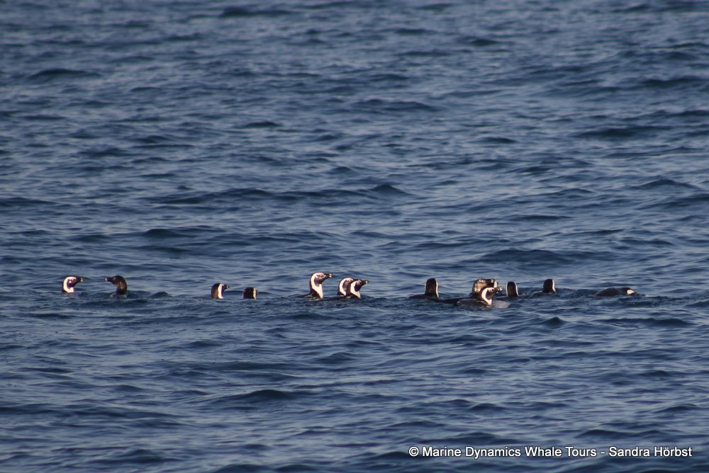 penguins, whale watching, gansbaai, south africa,