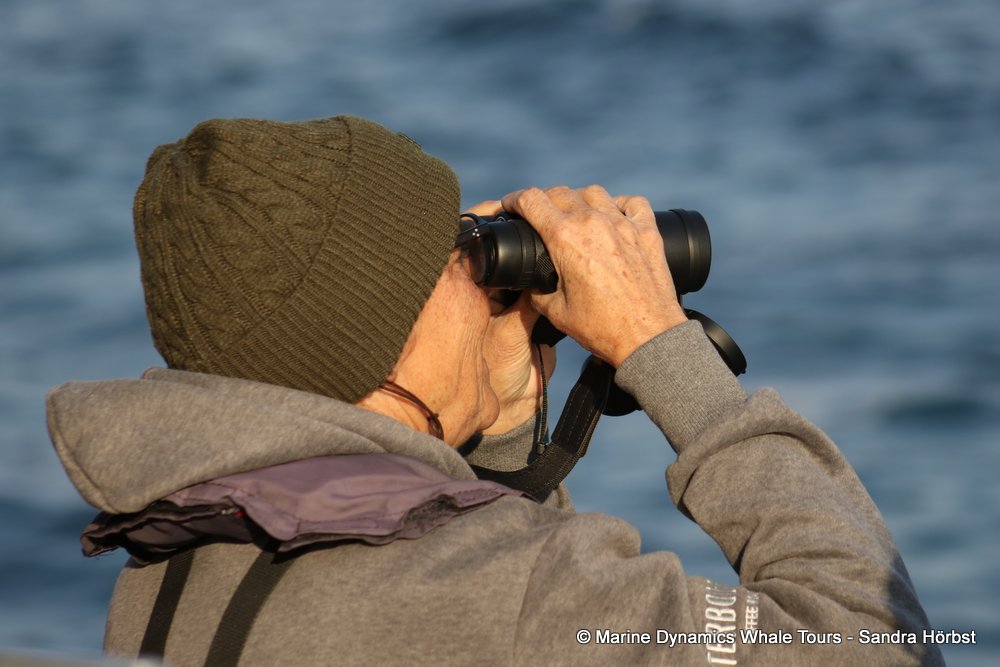 people, whale watching, gansbaai, south africa