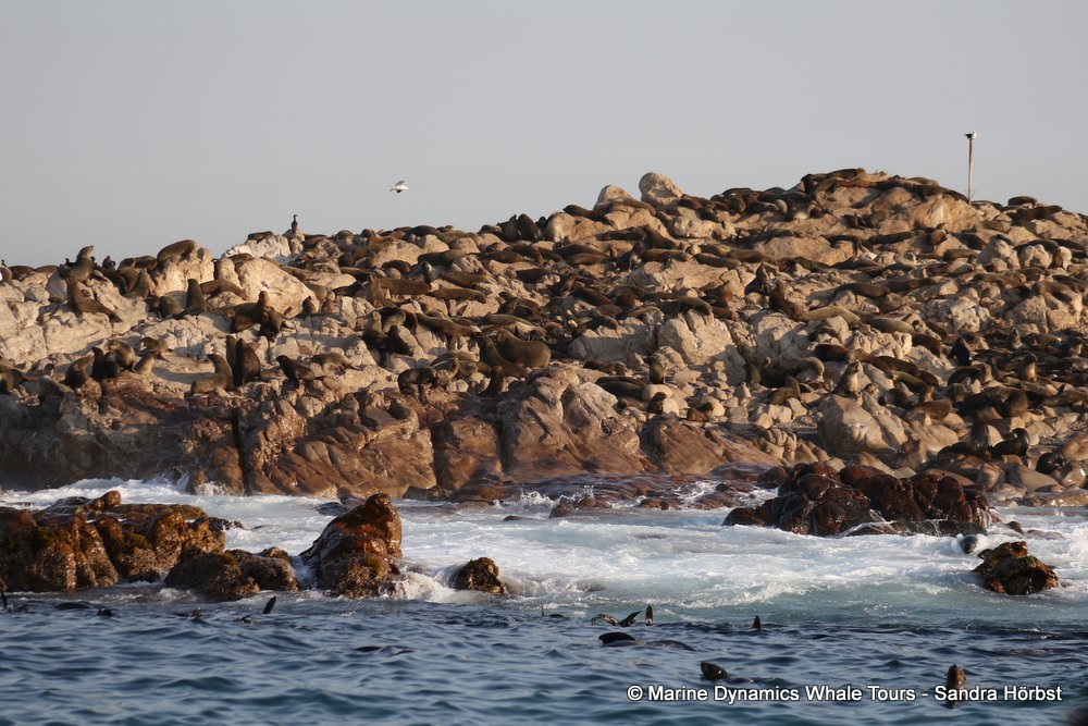 cape fur seal, whale watching, gansbaai, south africa