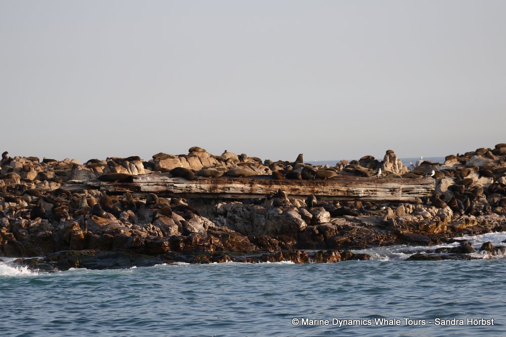 cape fur seal, whale watching, gansbaai, south africa