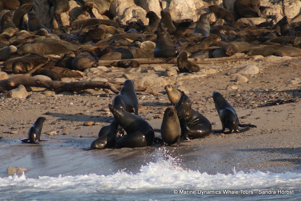 cape fur seal, whale watching, gansbaai, south africa