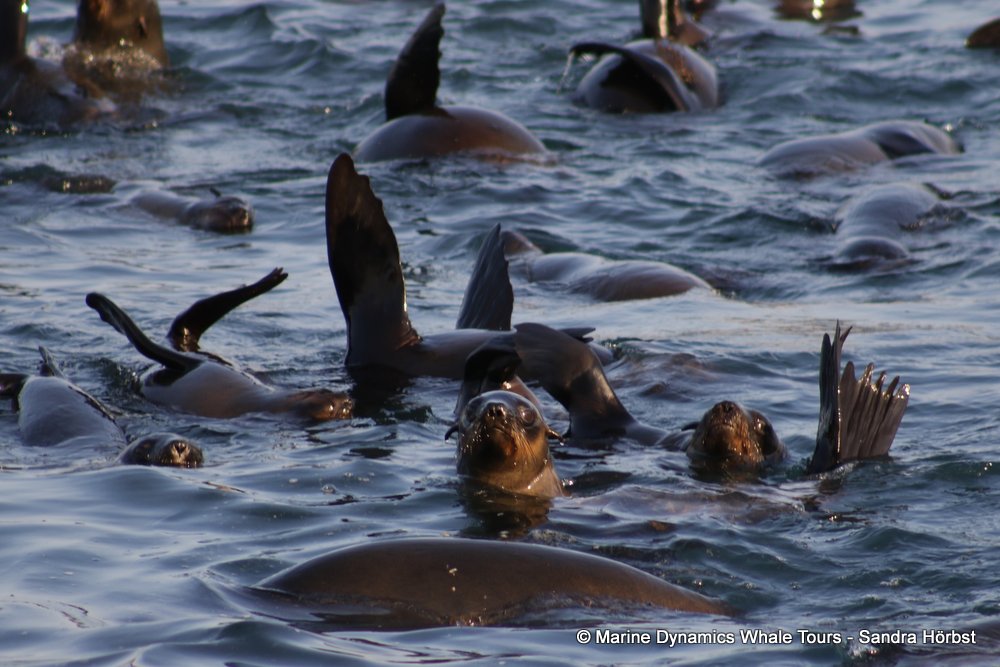 cape fur seal, whale watching, gansbaai, south africa