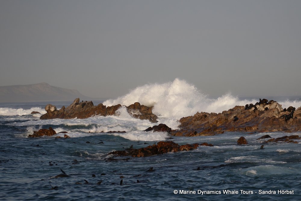 cape fur seal, whale watching, gansbaai, south africa