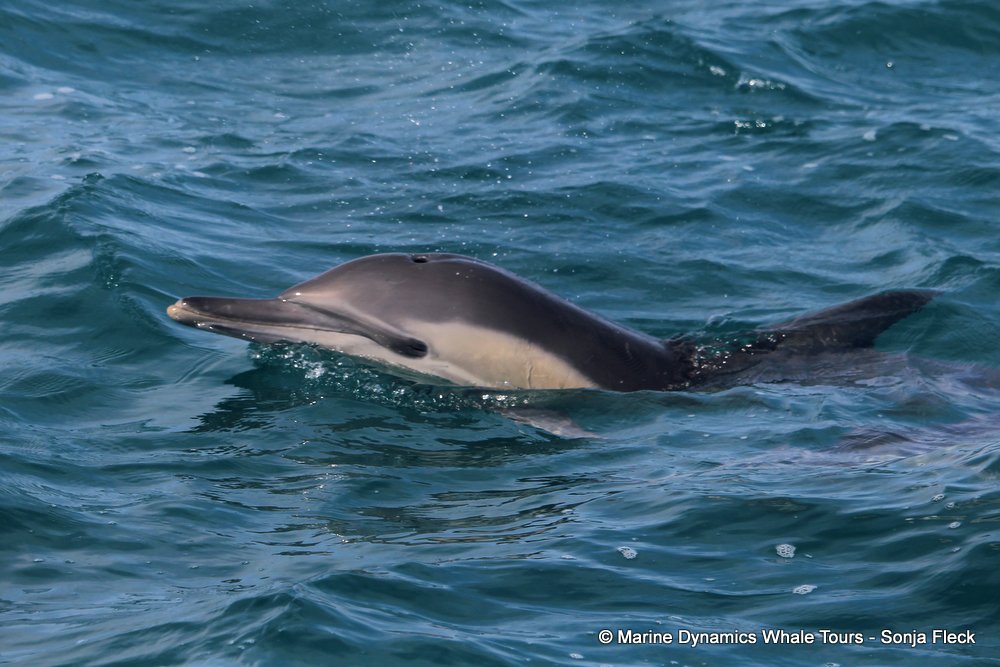 common dolphin, whale watching, gansbaai, south africa