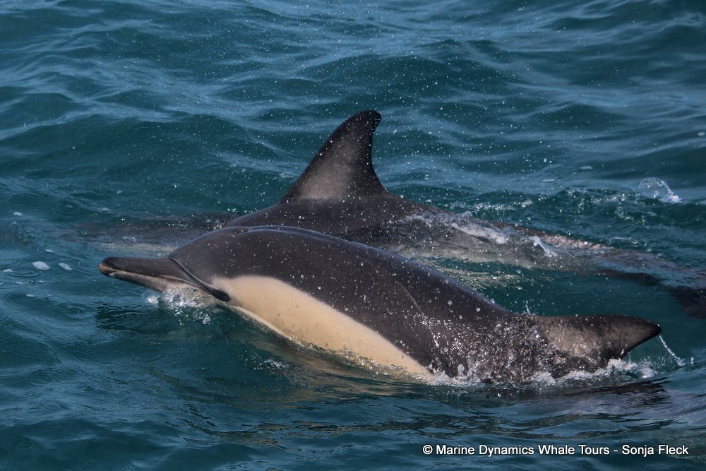 common dolphin, whale watching, gansbaai, south africa
