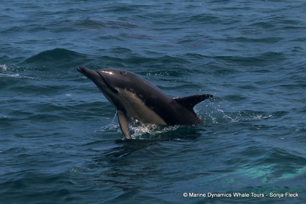 common dolphin, whale watching, gansbaai, south africa