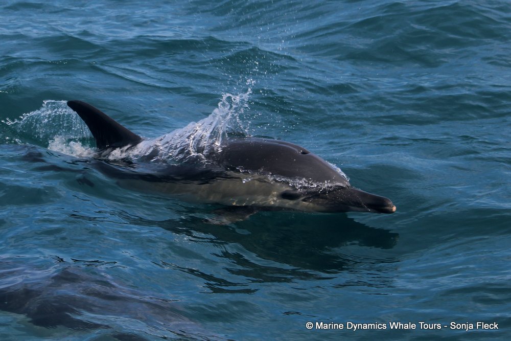common dolphin, whale watching, gansbaai, south africa