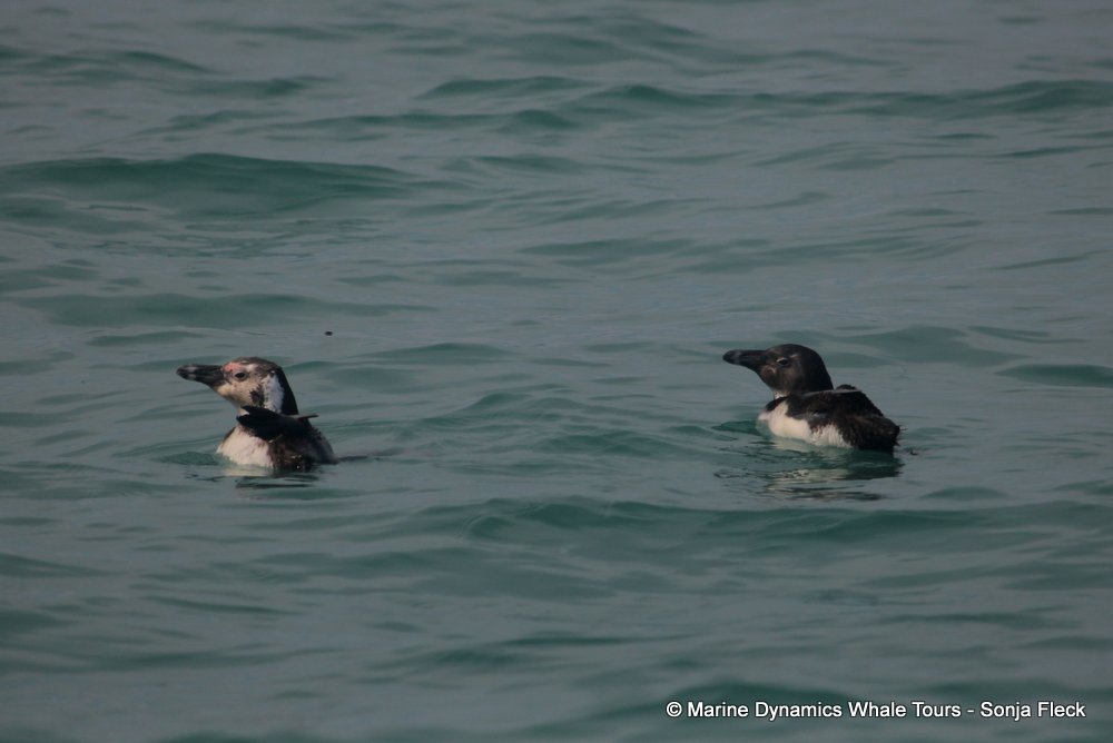 african penguin, whale watching, gansbaai, south africa