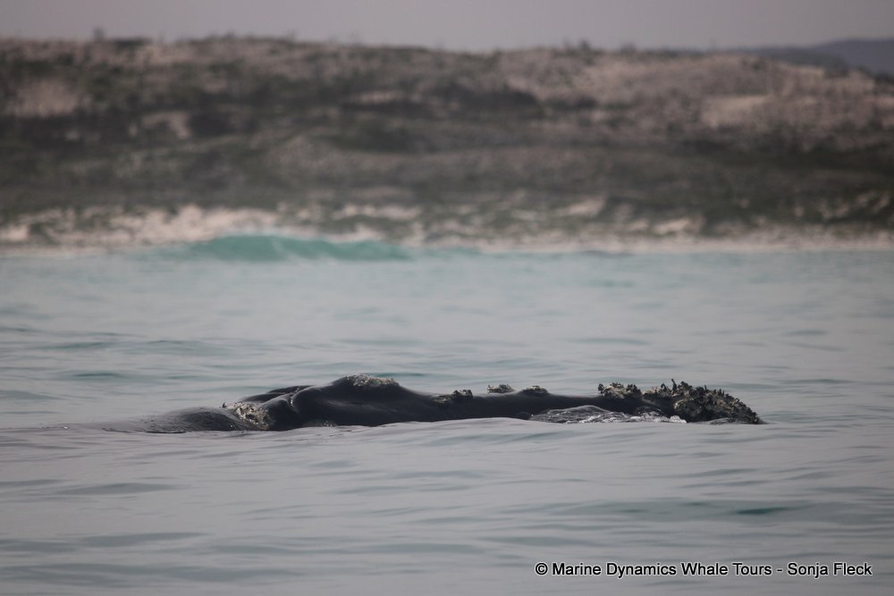 Southern right whale, whale watching, gansbaai, south africa,