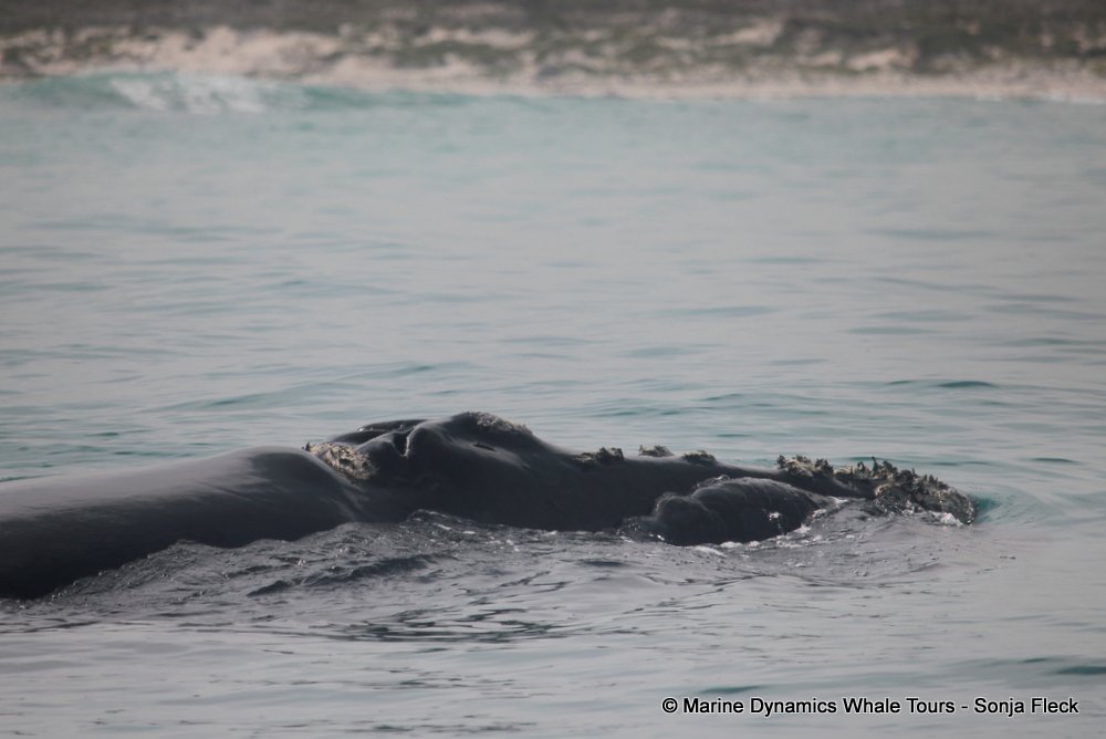Southern right whale, whale watching, gansbaai, south africa,