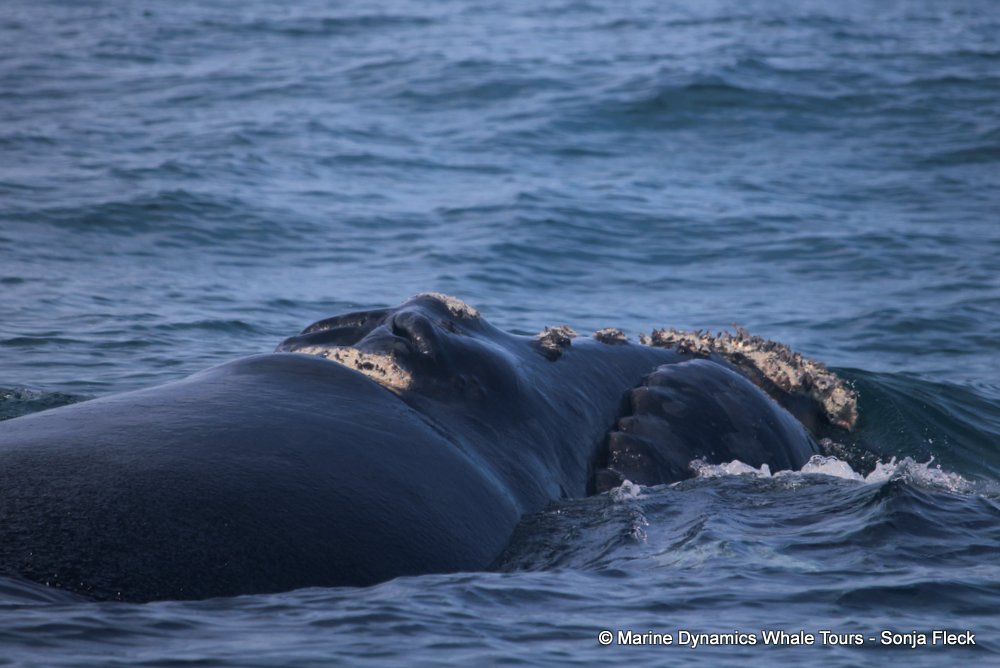 Southern right whale, whale watching, gansbaai, south africa,