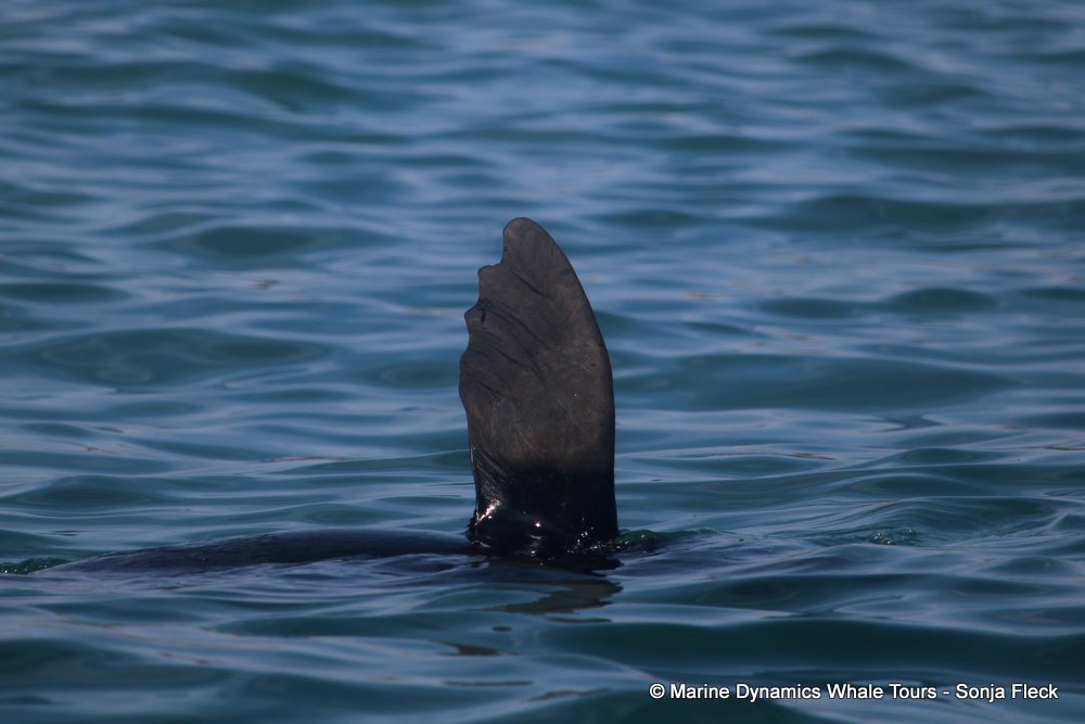 cape fur seal, whale watching, gansbaai, south africa