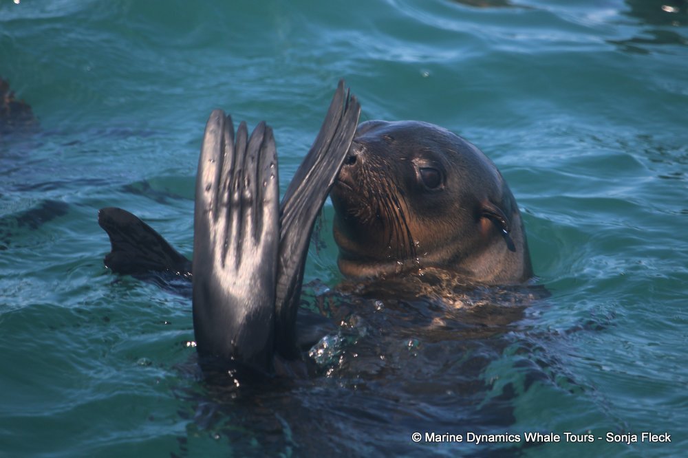 cape fur seal, whale watching, gansbaai, south africa