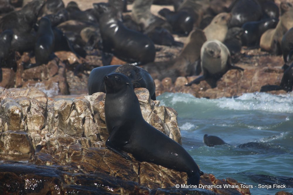 cape fur seal, whale watching, gansbaai, south africa