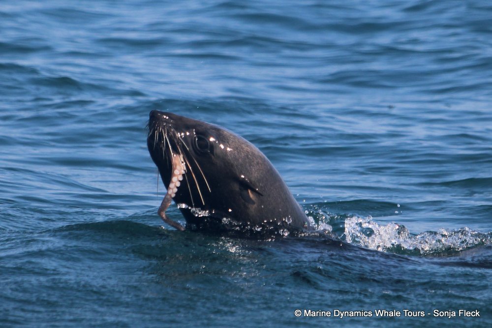 cape fur seal, whale watching, gansbaai, south africa