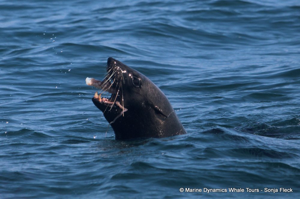 cape fur seal, whale watching, gansbaai, south africa