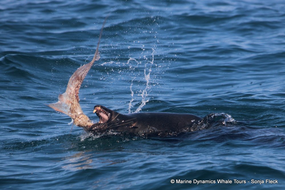 cape fur seal, whale watching, gansbaai, south africa
