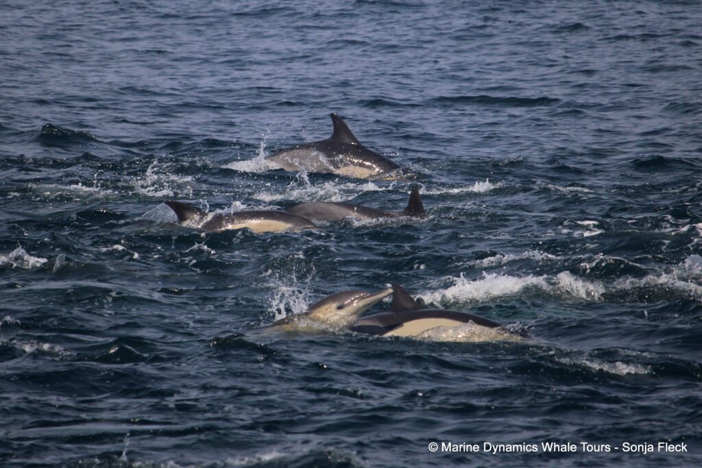 common dolphin, whale watching, gansbaai, south africa