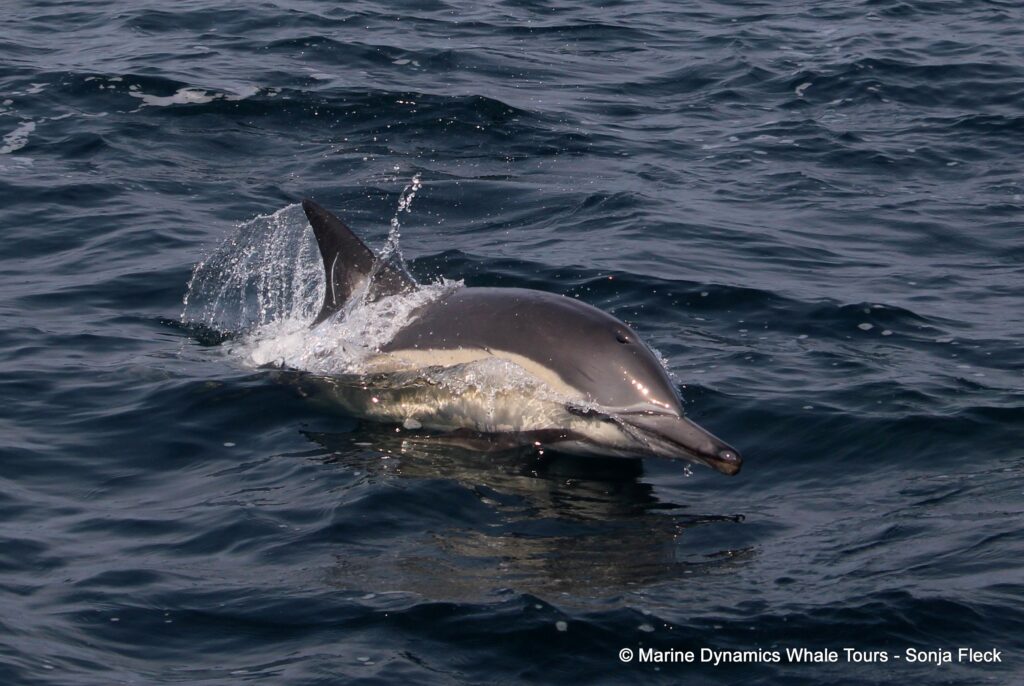 common dolphin, whale watching, gansbaai, south africa