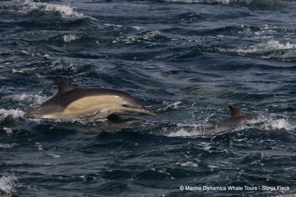 common dolphin, whale watching, gansbaai, south africa