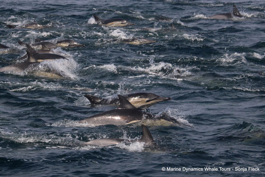 common dolphin, whale watching, gansbaai, south africa