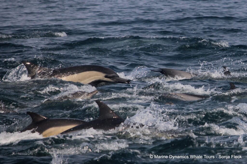 common dolphin, whale watching, gansbaai, south africa