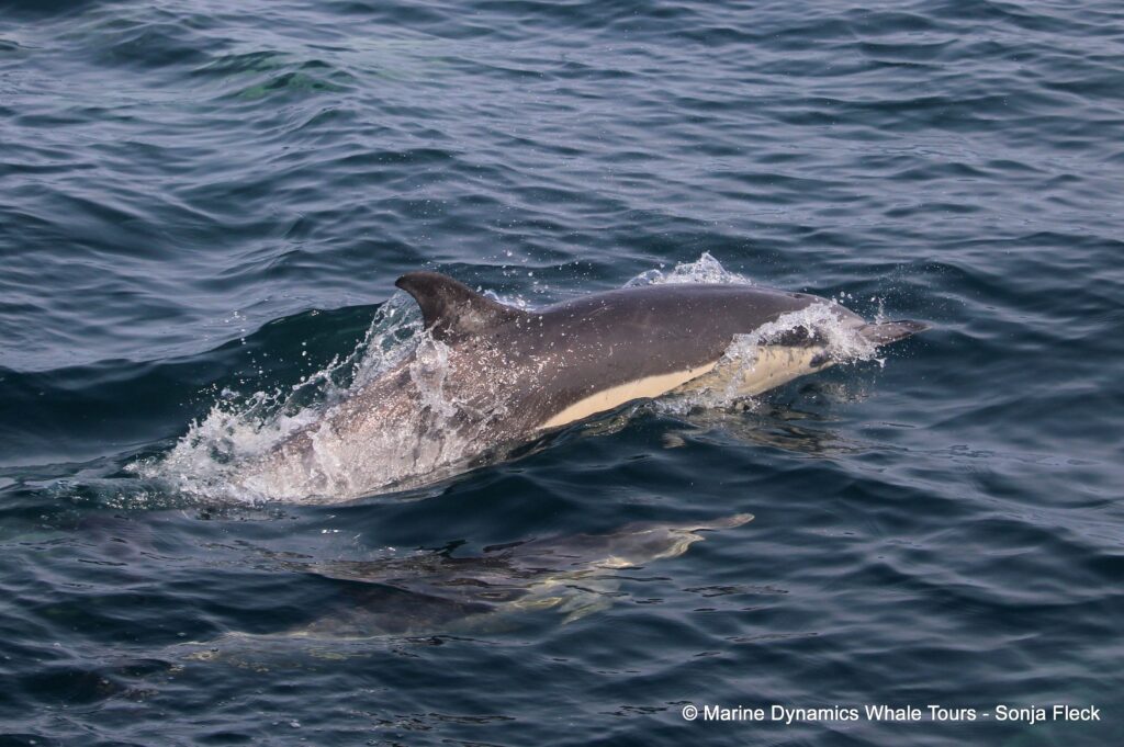 common dolphin, whale watching, gansbaai, south africa