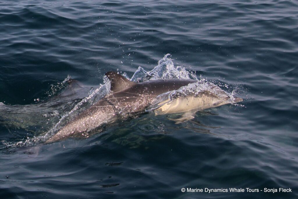 common dolphin, whale watching, gansbaai, south africa