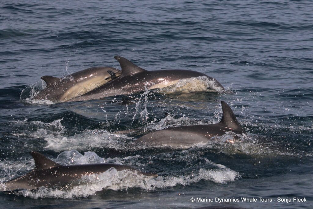 common dolphin, whale watching, gansbaai, south africa