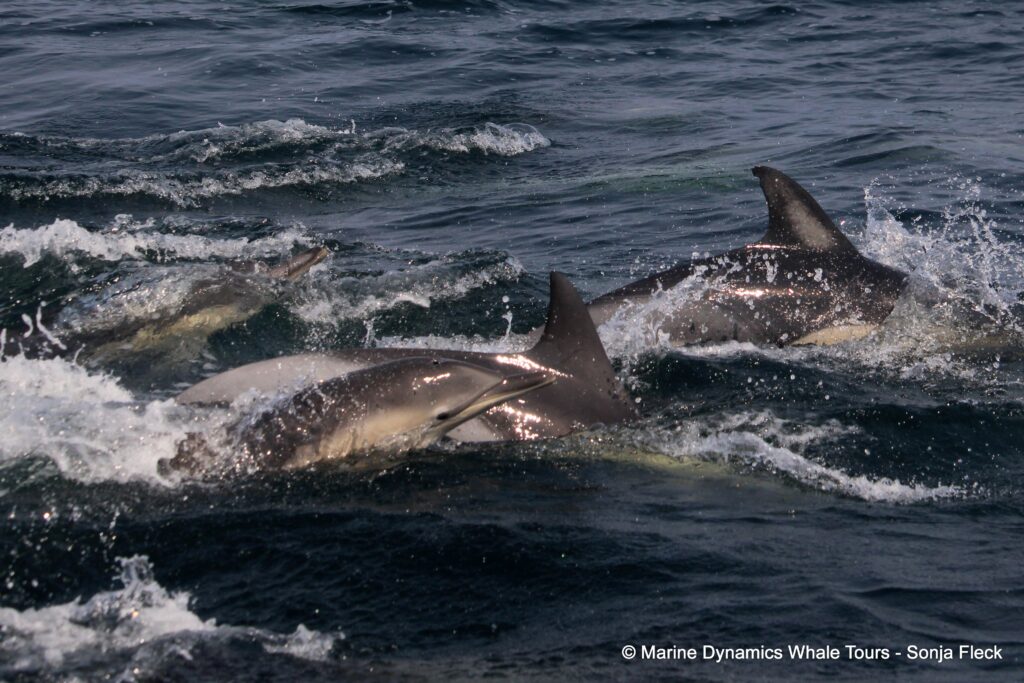 common dolphin, whale watching, gansbaai, south africa